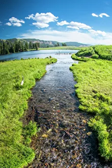 Roddy Scheer Prints: Trout Lake, Yellowstone National Park, Wyoming, USA
