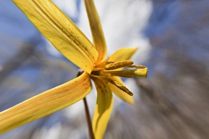 Images Dated 2nd April 2011: Trout Lily, Erythronium americanum