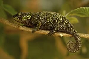 Images Dated 29th December 2005: True Chameleon (Calumma hilleniusi). Madagascar, Africa