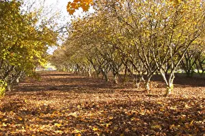 Plantation Prints: A truffles forest, actually a plantation Truffiere de la Bergerie (Truffiere) truffles