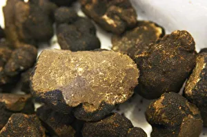 Harvested Prints: Truffles at La