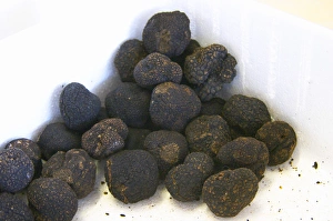 Images Dated 24th May 2007: Truffles at La Truffe de Ventoux truffle farm, Vaucluse, Rhone, Provence, France