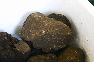 Images Dated 24th May 2007: Truffles at La Truffe de Ventoux truffle farm, Vaucluse, Rhone, Provence, France