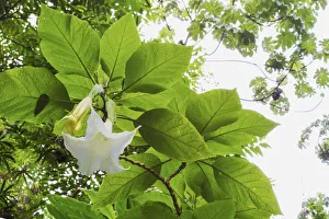 Sweet Prints: Trumpet Flower