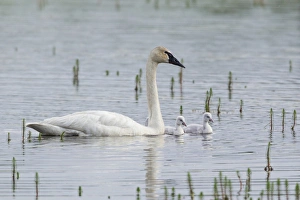Images Dated 17th June 2014: Trumpeter Swan with Cygnets