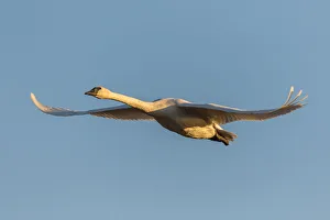 Graceful Prints: Trumpeter Swan (Cygnus buccinator) in flight Riverlands Migratory Bird Sanctuary St