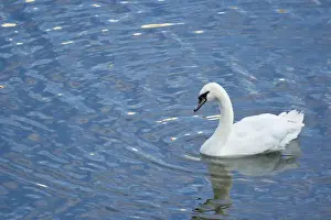 Swan Prints: A Trumpeter Swan, (Cygnus buccinator) swimming in the Vltava River