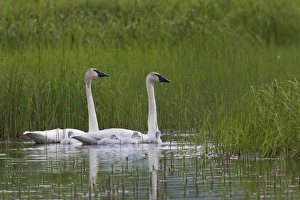 Swan Prints: Trumpeter Swan Family