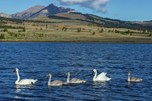Swan Prints: Trumpeter swan family exploring the shoreline of a pond