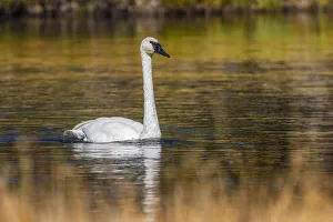 Trumpeter Swan, Firehole River, Yellowstone National Park, Wyoming