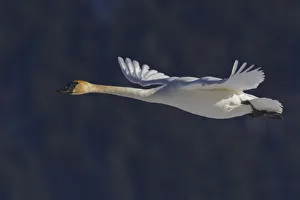 Swan Prints: Trumpeter swan flying