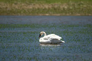 Lamar Valley Prints: Trumpeter swan, Lamar River, Lamar Valley, Yellowstone National Park, Wyoming, USA