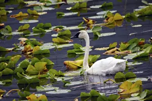 Neck Prints: Trumpeter Swan in Liliy Pods; Chugach National Forest; Alaska; USA