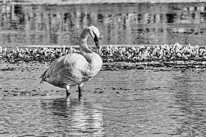 Yellowstone Prints: Trumpeter swan with a mallard duck on the Yellowstone River of Yellowstone National Park