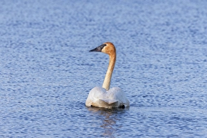 Images Dated 26th September 2024: Trumpeter swan at Ninepipe National Wildlife Refuge near Ronan