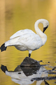 Images Dated 28th September 2015: Trumpeter Swan preening, Cygnus buccinator, reintroduced to the Yellowstone basin
