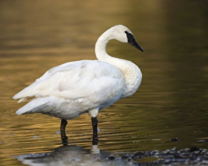 Swan Prints: Trumpeter Swan preening, Cygnus buccinator, reintroduced to the Yellowstone basin
