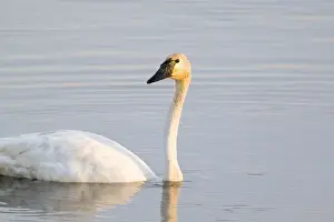 Mature Prints: Trumpeter Swan at small lake at Seney National Wildlife Refuge in the UP of Michigan