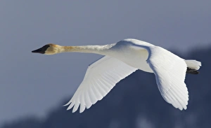 Swan Prints: Trumpeter Swan; Winter Flight