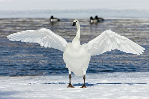 Swan Prints: Trumpeter swan, winter time wing stretch