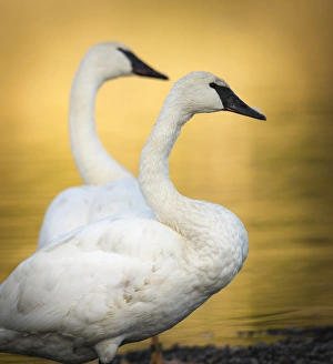 Swan Prints: Trumpeter Swans, Cygnus buccinator, reintroduced to the Yellowstone basin, Yellowstone NP