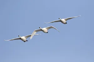 Images Dated 9th June 2021: Trumpeter Swans (Cygnus buccinator) in flight Riverlands Migratory Bird Sanctuary