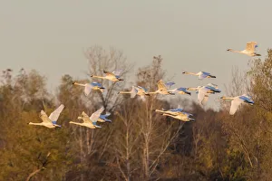 Images Dated 15th November 2017: Trumpeter Swans (Cygnus buccinator) in flight Riverlands Migratory Bird Sanctuary St