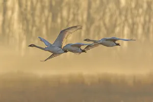 Images Dated 9th June 2021: Trumpeter Swans (Cygnus buccinator) in flight at sunrise Riverlands Migratory Bird