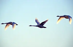 Images Dated 20th October 2005: Trumpeter swans (Cygnus buccinator) in flight with wings backlit by sunlight; three