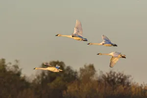 Trumpeter Swans (Cygnus buccinator) flying Riverlands Migratory Bird Sanctuary, St