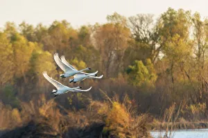 Images Dated 15th November 2017: Trumpeter Swans (Cygnus buccinator) flying Riverlands Migratory Bird Sanctuary, St