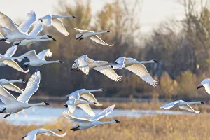 Trumpeter Swans (Cygnus buccinator) taking off from wetland Riverlands Migratory Bird Sanctuary, St