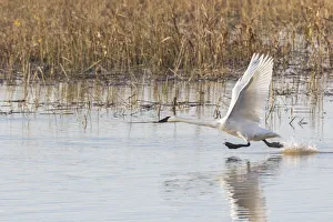 Taking Off Prints: Trumpeter Swans (Cygnus buccinator) taking off from wetland Riverlands Migratory Bird Sanctuary St