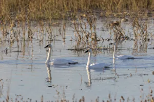 Trumpeter Swans (Cygnus buccinator) in wetland Riverlands Migratory Bird Sanctuary St