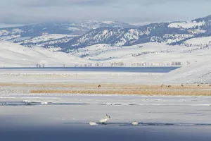 Trumpeter Swans & Elk;Winter Landscape