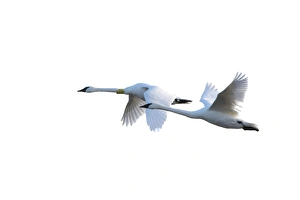 Swan Prints: Trumpeter Swans in flight (Cygnus buccinator) on white background, Marion Co. IL