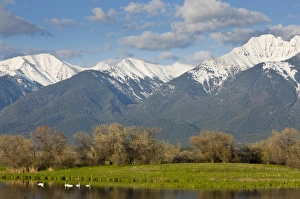 Mission Valley Prints: Trumpeter swans in pond with Mission Mountain Range at Ninepipe WMA near Ronan, Montana