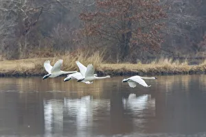 Images Dated 27th August 2020: Trumpeter swans taking off from lake Marion County, Illinois