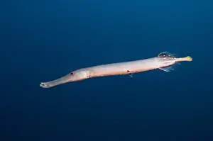 Wolf Island Prints: Trumpetfish (Aulostomus chinensis) off of Wolf Island, Galapagos Islands, Ecuador