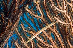 Trumpetfish (Aulostymous maculatus) among Deepwater Sea Fan Hol Chan Marine Preserve
