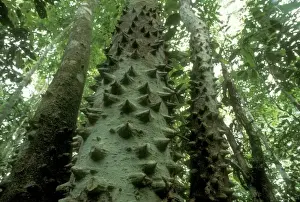 Thorn Prints: Trunk of tree, (Zanthoxylum sp. ) Corcovado National Park, Costa Rica
