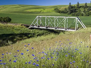 South Fork Prints: Truss bridge over the south fork of the Palouse River with wildflowers in the foreground