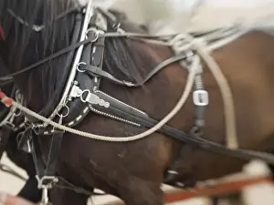 Leather Prints: Tucson, Arizona. Details of draft horses during preparation for Tucson rodeo parade