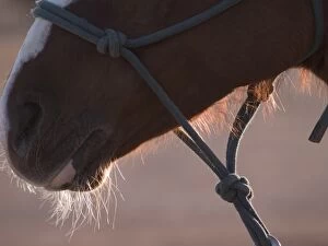 Tucson, Arizona: Nose of a horse of rodeo competitor at the Tucson Rodeo