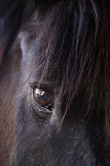 Images Dated 10th February 2012: Tucson, Arizona, United States. White Stallion Dude Ranch