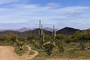 Tucson, Arizona, United States. White Stallion Dude Ranch