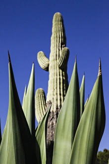 Images Dated 9th February 2012: Tucson, Arizona, United States. White Stallion Dude Ranch