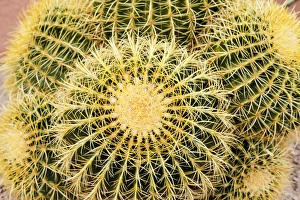 Arizona Prints: Tucson, Arizona, United States. Close up of a cactus at the White Stallion Dude Ranch