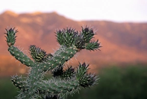 Prickly Prints: Tucson, Arizona, United States