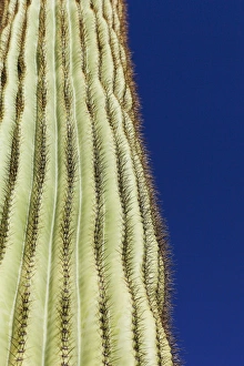 Cactus Prints: Tucson, Arizona, United States. Sugaro cactus